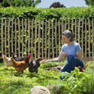 materiel élevage animaux poule et canard au jardin