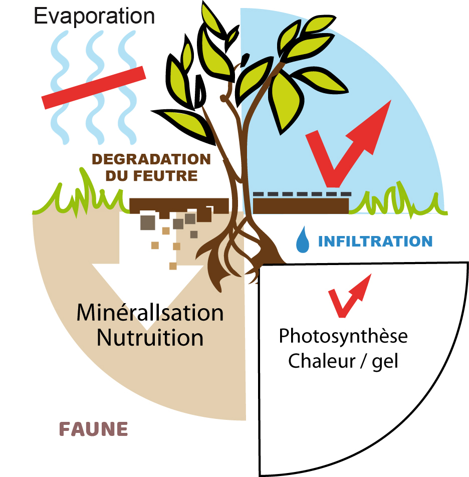 Action du Paillage sur la plante