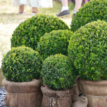 cisaille jardin 2