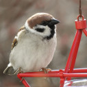 distributeur Support  boule de graisse pour oiseaux du jardin 2