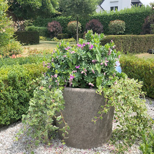 Protéger plante en pot de la canicule