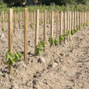 Tuteurs vigne