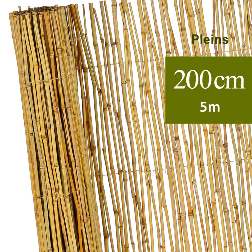 canisse bambou