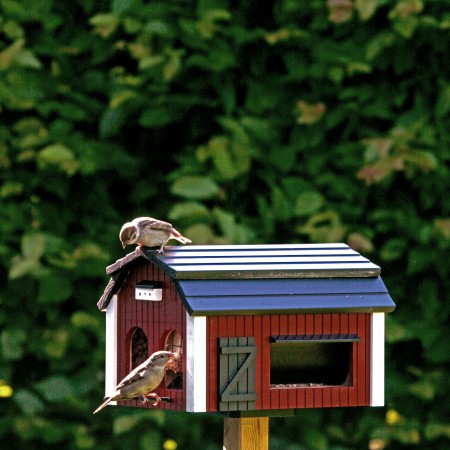 Mangeoire XL Oiseau