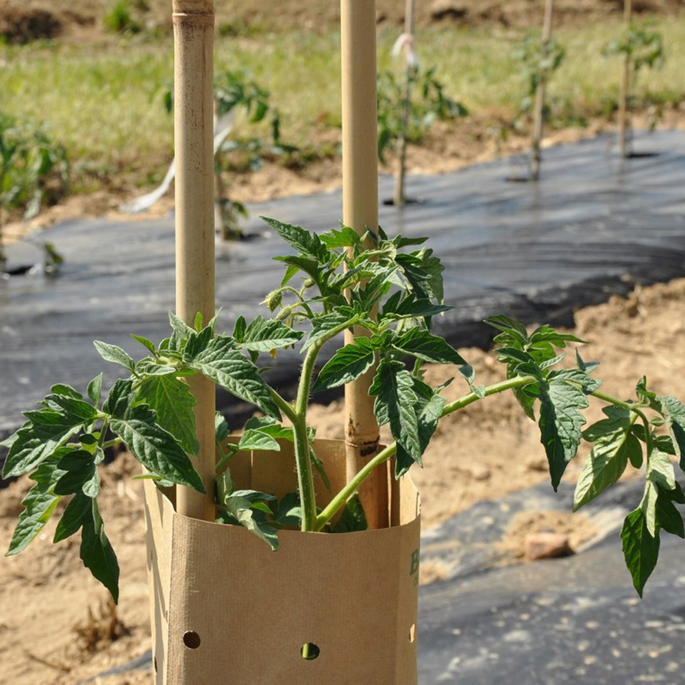 Voile de protection durable pour plants de tomates