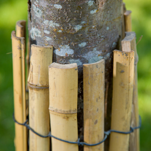 Protection des Troncs d'Arbre