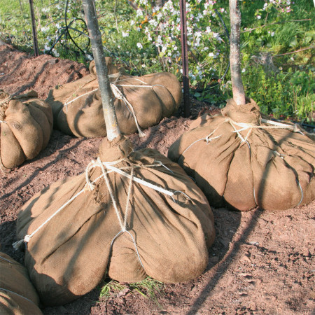 tontine retient les racines pour le transport, deplacement arbre et plante