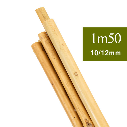 Bambou en Tuteur Plante 1m50