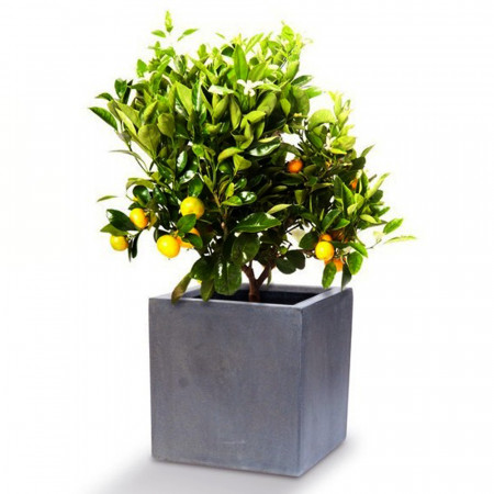 Bac à fleurs Cube en fiberstone gris