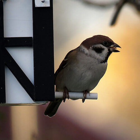 nichoir oiseaux