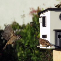 Nichoir à oiseaux, Maison Contemporain 2
