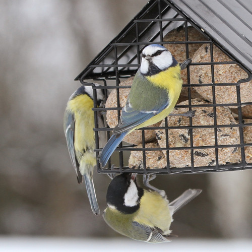 6 Boules de graisse en filet pour oiseaux du jardin - Pour chaque