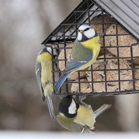 Mangeoire aux oiseaux pour boules de graisse.