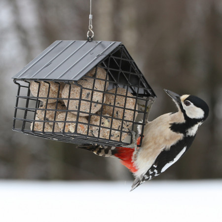 Mangeoire aux oiseaux pour boules de graisse.