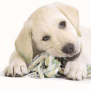 Jouet pour Chien