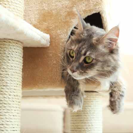 chat sur son arbre en corde de sisal