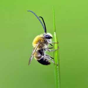 l'abeille, insect utile au jardin