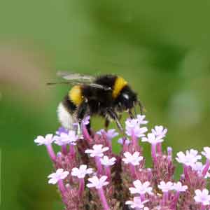 bourdon, insect utile au jardin