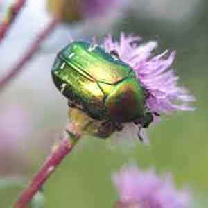 carabe, insect utile au jardin