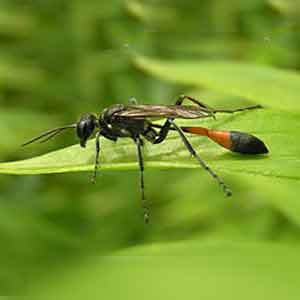 ammophila, insect utile au jardin