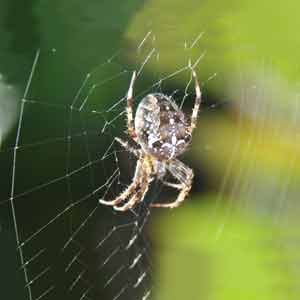 araignee, insect utile au jardin