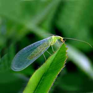 le chrysope, insect utile au jardin