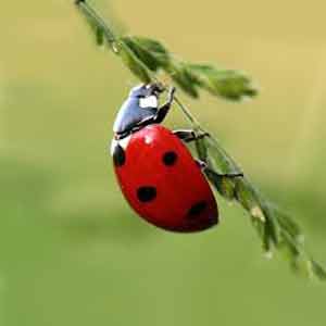 coccinelle, insect utile au jardin