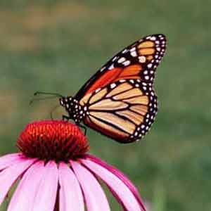 papillon, insect utile au jardin