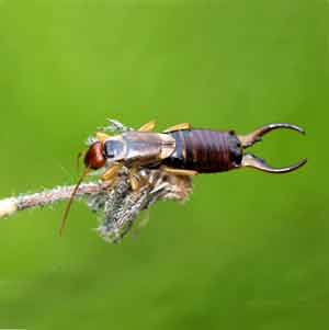 perce-oreille, insect utile au jardin