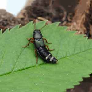 staphline, insect utile au jardin