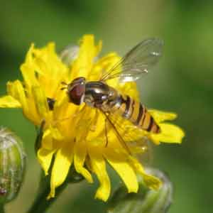 le syrphe, insect utile au jardin