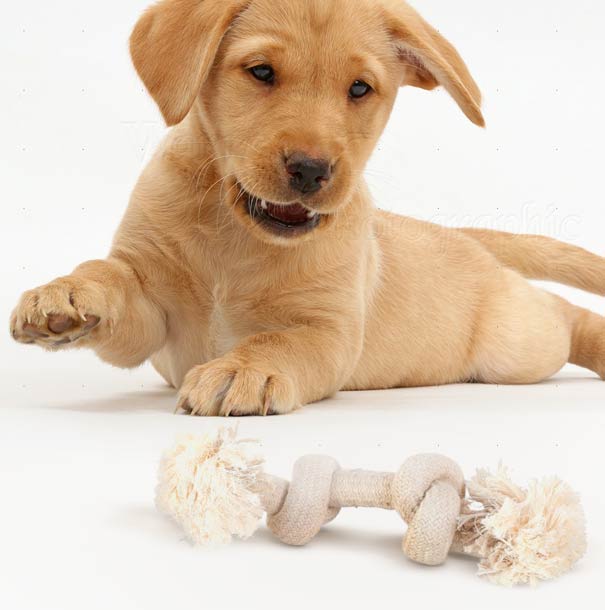 jouet pour animaux