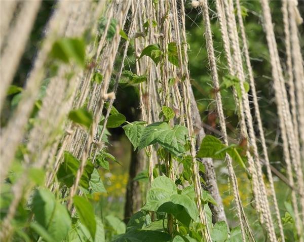 corde en tuteurs suspendus crée un mur de plante 100% végétal