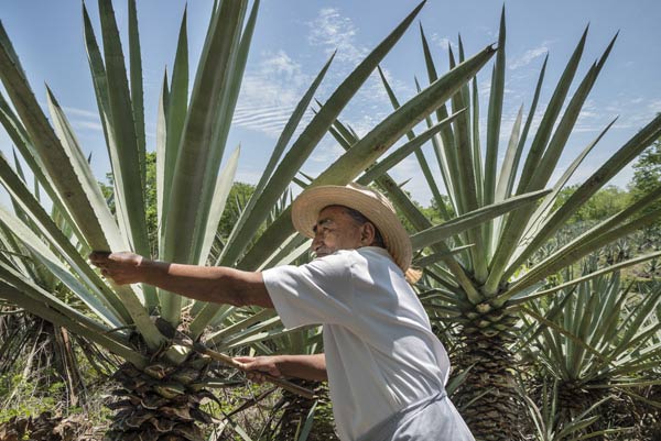 Culture du sisal