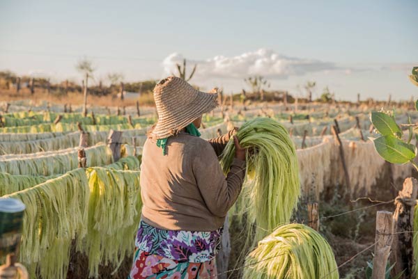 sechage des fibes de sisal