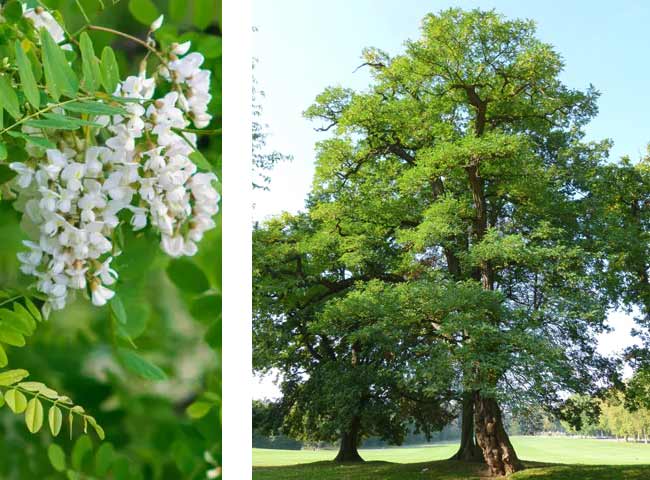 Ganivelle Acacia 4/5 cm Montants sciés - Qualitybois