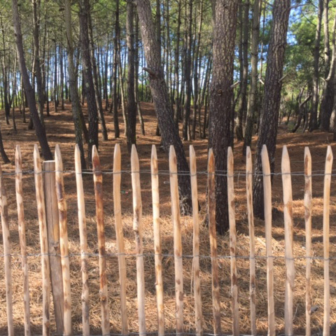 ganivelle cloture des Landes en Gironde