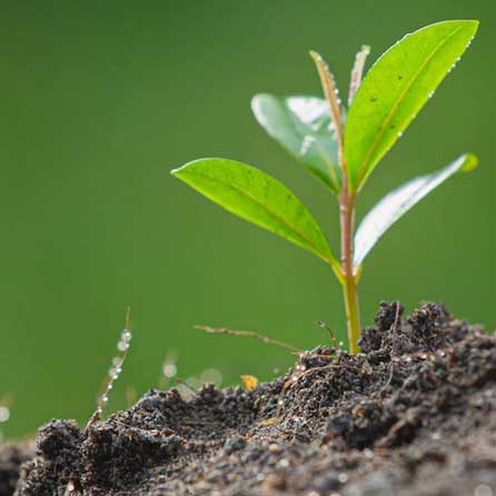 Protection plantes