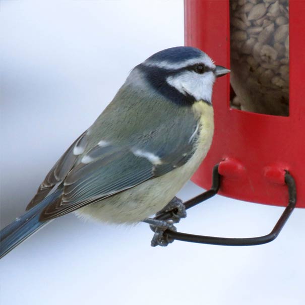 mangeoire rouge, distributeur de graines aux oiseau du jardin