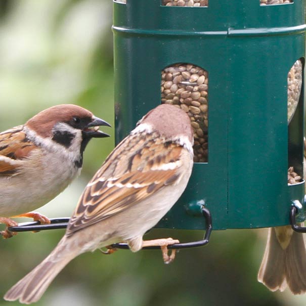 mangeoire verte, distributeur de graines aux oiseau du jardin