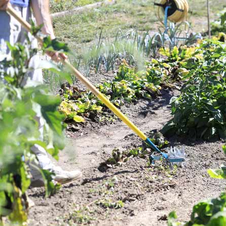 Les outils de jardin pour gratter et désherber