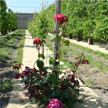 Paillage-jardin Paillage-jardin.jpg