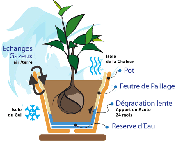 feutre à pot de fleur et plante en pot