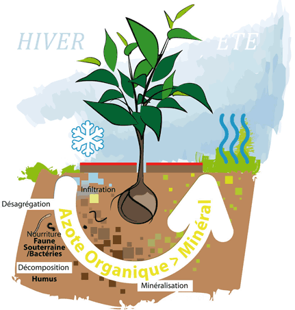 Le paillage naturel et la plante