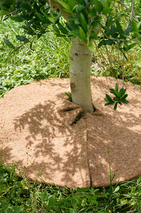 pailler l'été avec un disque de coco