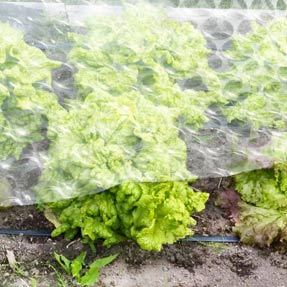 protection-au potager avec du papier bulle