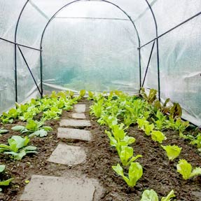 Film papier bulle isolation serre de jardin, vente au meilleur prix