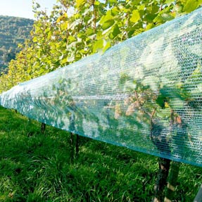 protection vigne gel et grele en papier bulle