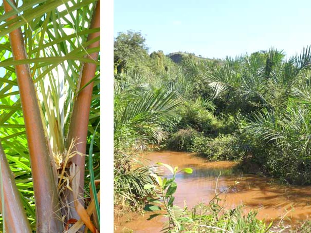 culture du raphia et plantation biodiversifiée