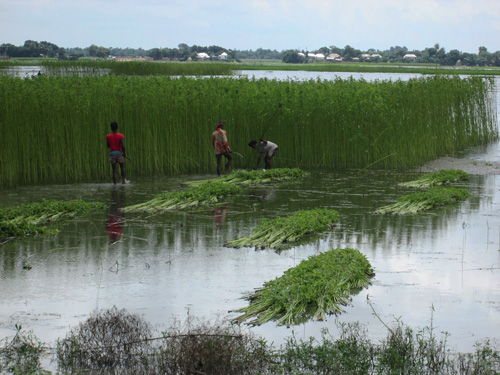 culture du jute